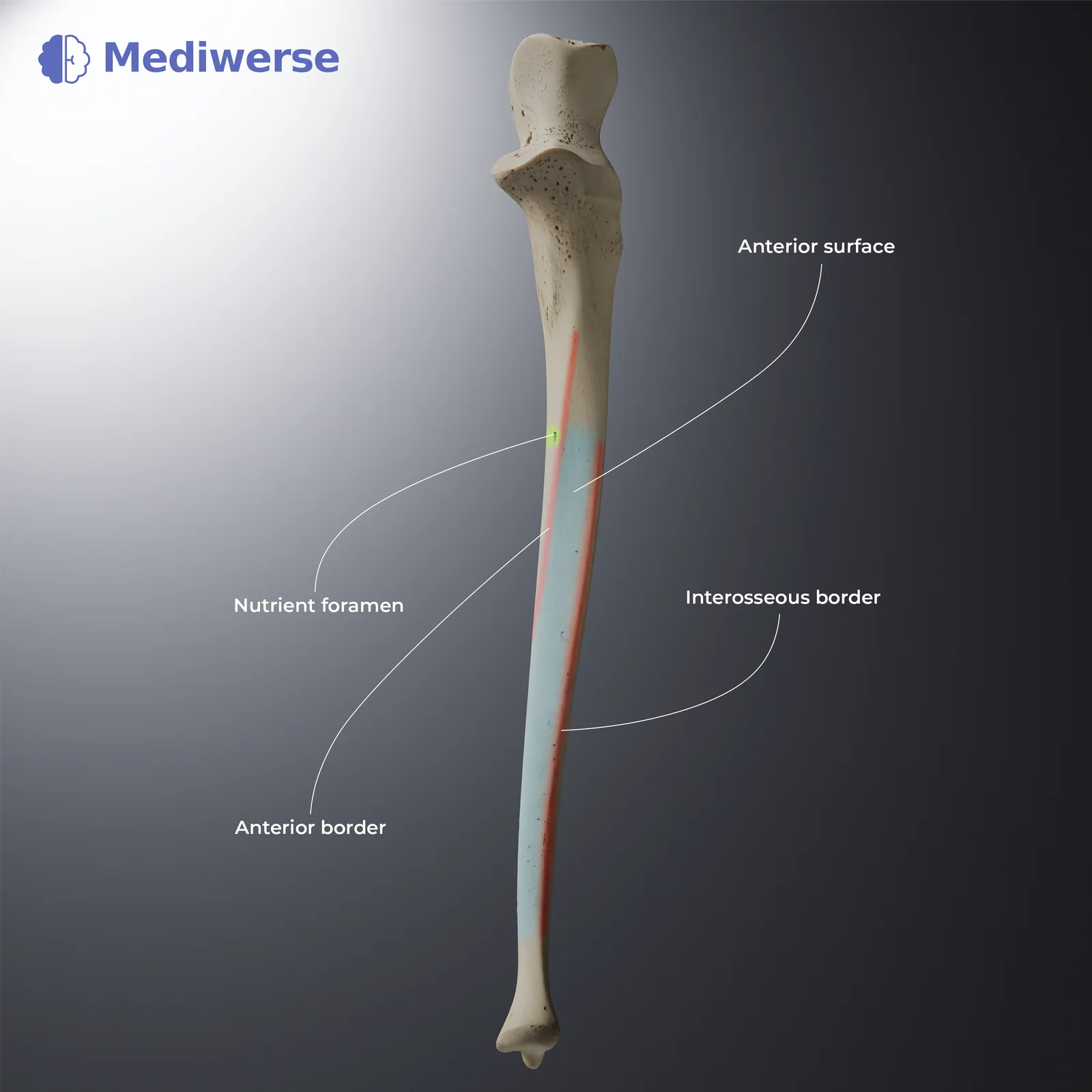 Ulna shaft, anterior view