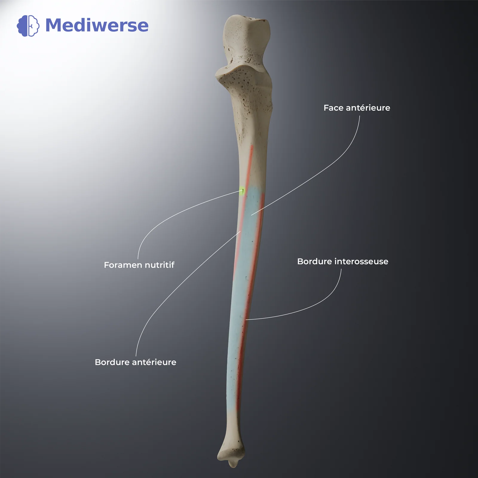 Diaphyse de l’ulna, vue antérieure
