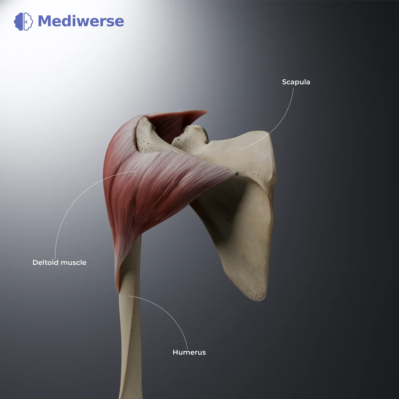 Scapula and deltoid muscle anatomy labels in English