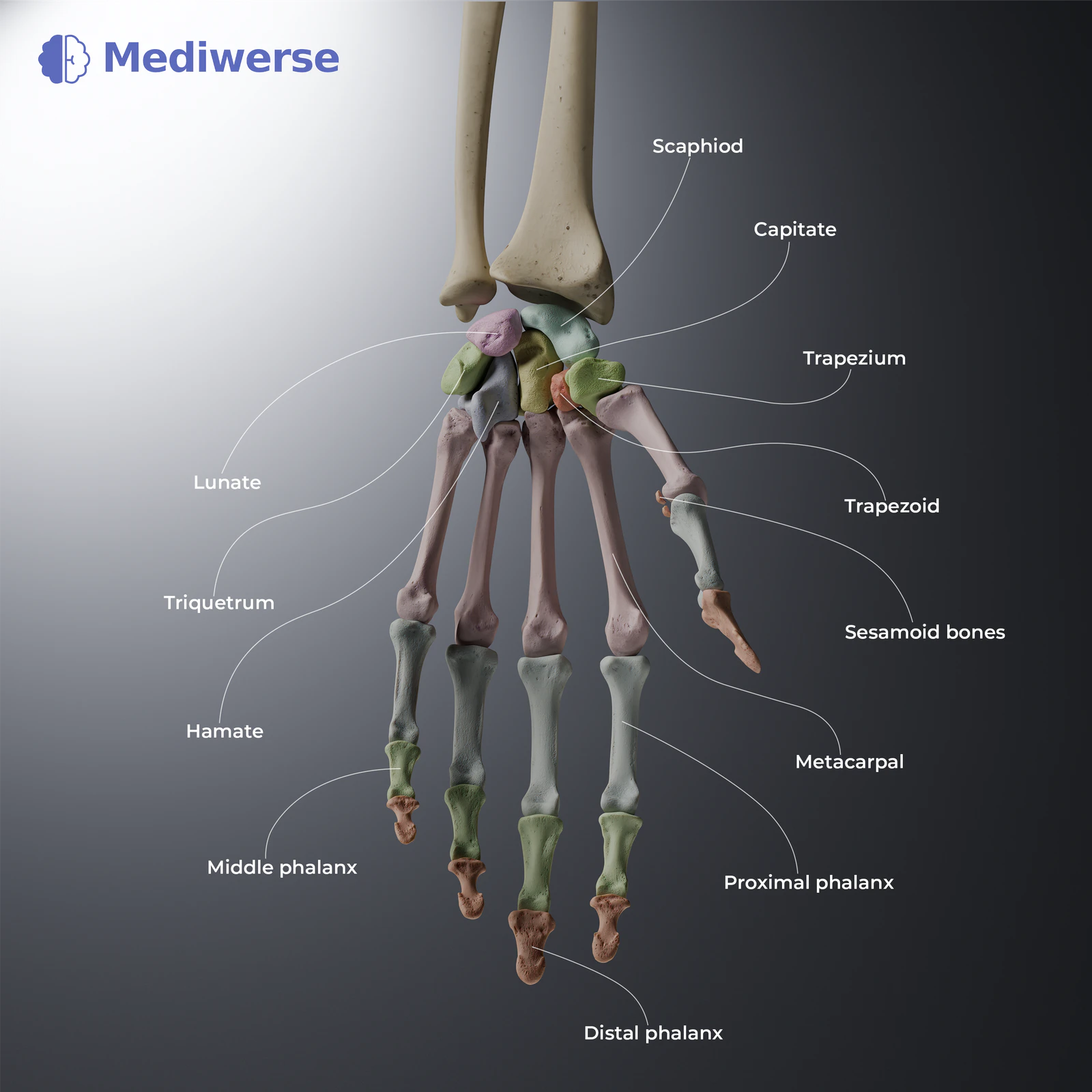 Bones of the hand 1